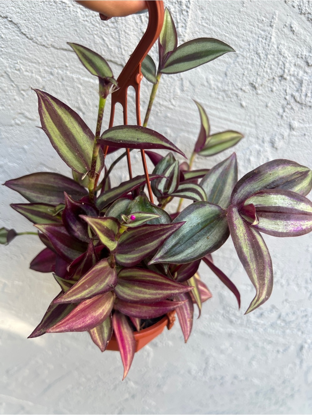 Tradescantia Zebrina Superba and Violet Hill Combo Hanging Plant